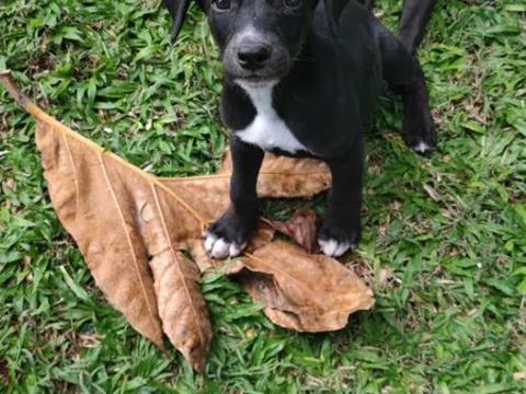 Belko, m&acirc;le X berger, n&eacute; le 26/09/2025 🐶 300 93000 Bobigny