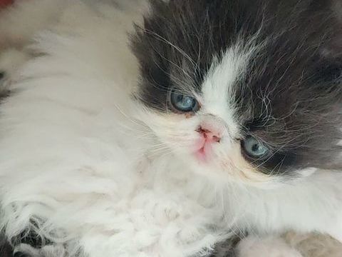 chaton persan loof 890 44000 Nantes