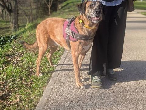 Chien BRETZEL &agrave; l adoption 350 26400 Crest