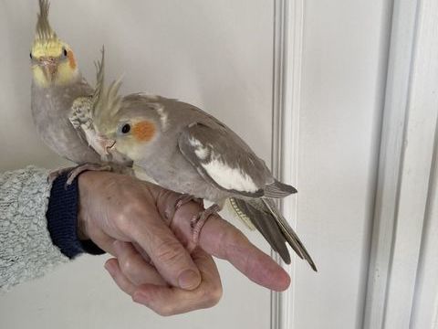 Calopsittes BB &eacute;lev&eacute;es &agrave; la main 100 35520 La chapelle-des-fougeretz