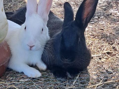 Lapin type fermier ( papillon dans les g&egrave;nes de la m&egrave;re) 50 84600 Valréas