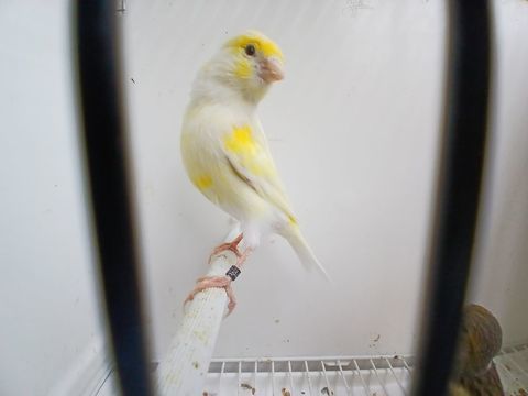 Couple de canaris 50 44150 Ancenis