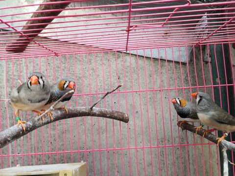 Couple Diamant mandarin 10 94700 Maisons-alfort