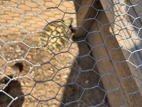 B&eacute;b&eacute; Tortue 40 06530 Peymeinade