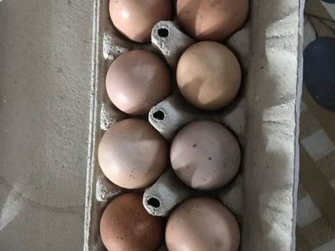 ?ufs de poules 2 47180 Sainte-bazeille