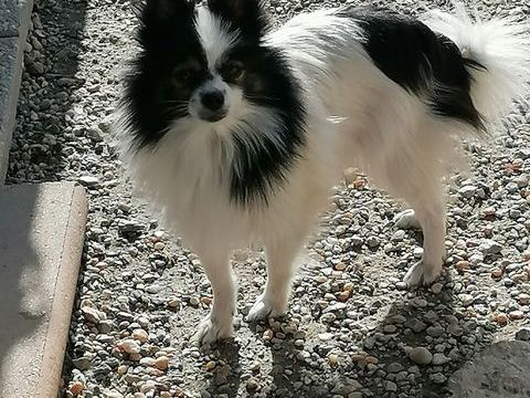 spitz  femelle  adulte  lof 480 17400 Saint-denis-du-pin