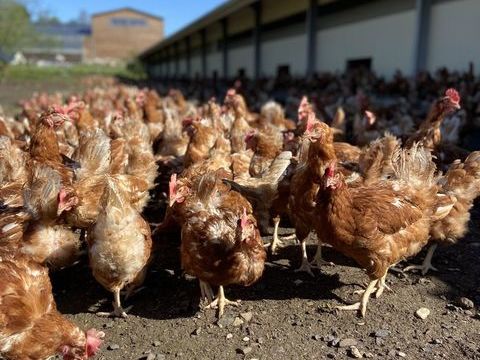 de poules pondeuses de 18 mois 4 43200 Araules