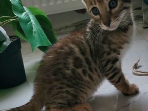 chatons Bengal brown  &agrave; rosettes LOOF  750 70100 Gray