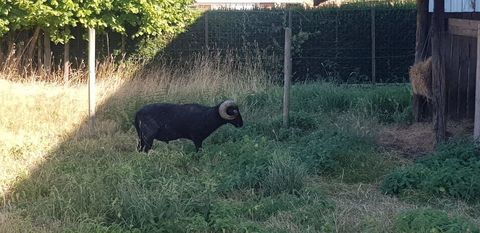 MOUTON OUESSAN MALE 20 59270 Bailleul