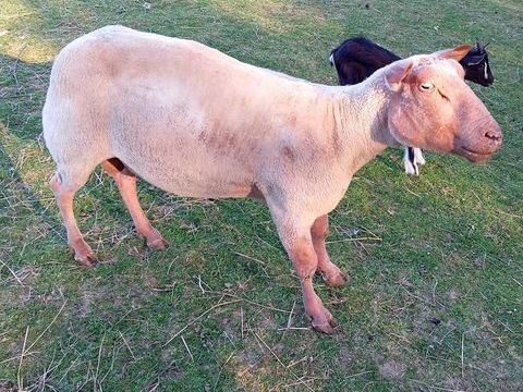 Mouton rouge de l'ouest de 6 ans  cause consanguinit&eacute; 200 14410 Presles