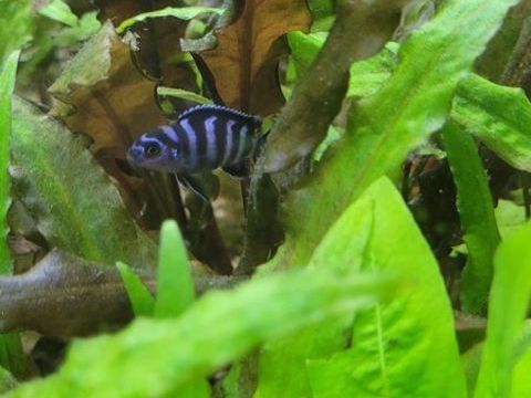  Chindongo demasoni 3 50260 Rauville-la-bigot