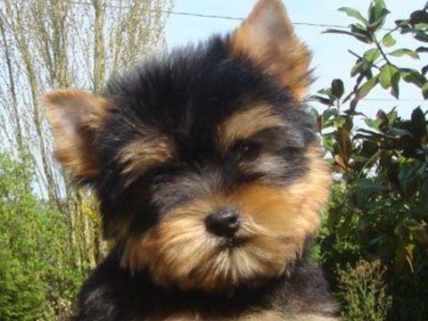  chiot yorkshire disponible 1800 77510 Saint-denis-l�s-rebais