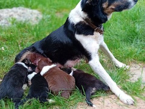 Chiots Border Collie 700 50390 Catteville