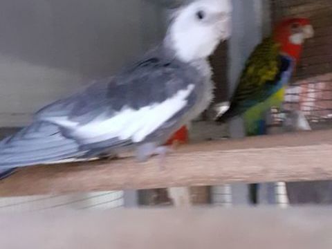 OISEAUX DE CAGES ET DE VOLI&Egrave;RES 30 22400 Lamballe