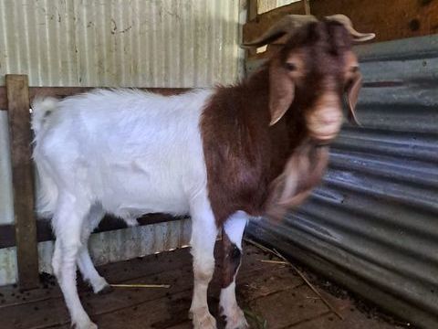 Boer pure race 1500 97131 Petit-canal