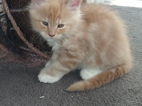 Chatons maine coon 0 29600 Saint-martin-des-champs