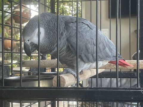 Recherche femelle gris du gabon 1200 45470 Rebrchien