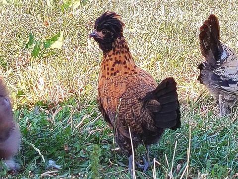 Jeune poule d ornement 20 71190 Étang-sur-arroux