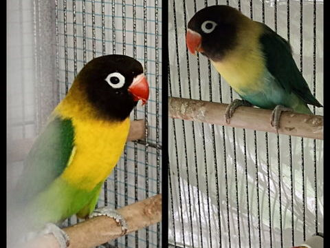 1 Couple d'ins&eacute;parables 50 62940 Haillicourt