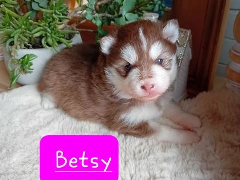 Pomsky F3 : Husky X pomeranien 0 01450 Labalme