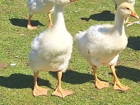 Oies du danube 50 29600 Morlaix