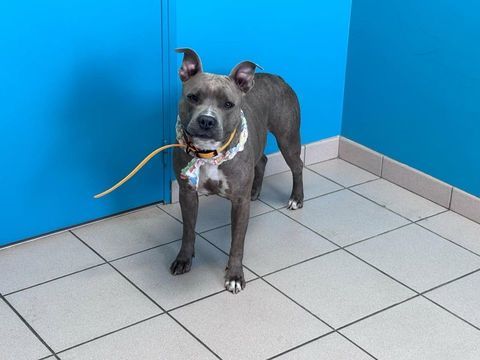 TASHA, magnifique American Staffordshire Terrier &agrave; adopter via l'association UMA 380 44290 Conquereuil