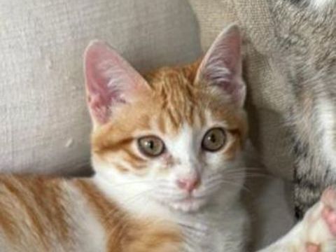 MANGO 185 27620 Gasny