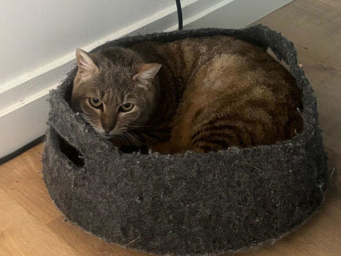 BOUBOU SE TROUVE EN FAMILLE D'ACCUEIL 94 0 94400 Vitry-sur-seine