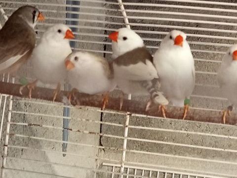 Oiseau mandarin blanc et panaché 15 85130 Saint-aubin-des-ormeaux