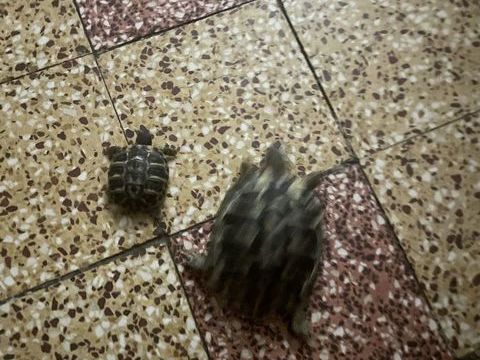 Tourti&egrave;res de terre 80 13200 Arles