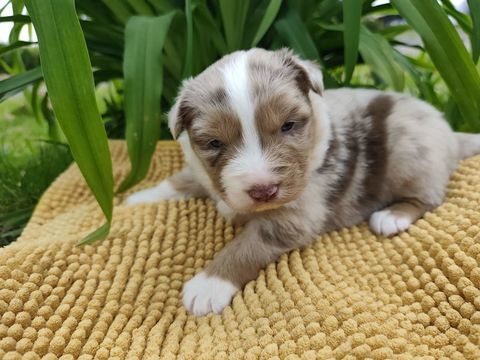 chiots berger australien rouge merle 1600 85440 Avrill�