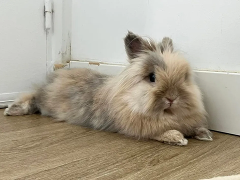 Dixit 150 44000 Nantes