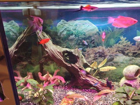 POISSONS D'AQUARIUM 1 27200 Vernon