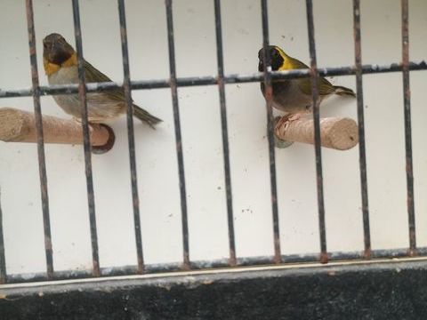 Oiseaux 70 21540 Sombernon