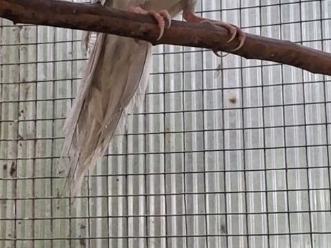 Kakariki 30 85360 La tranche-sur-mer