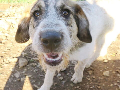 Daisy, 10 mois, est à l'adoption! 0 34000 Montpellier