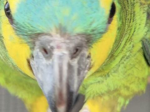 RECUEILLE PERROQUET & PERRUCHE 0 40090 Saint-avit