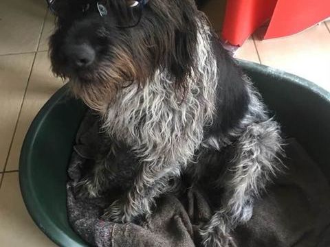 Chien JUDIE &agrave; l adoption 100 38620 Montferrat