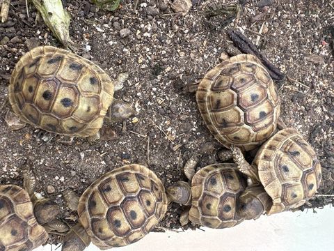 B&eacute;b&eacute; Tortue de terre de 1 ans 40 13400 Aubagne