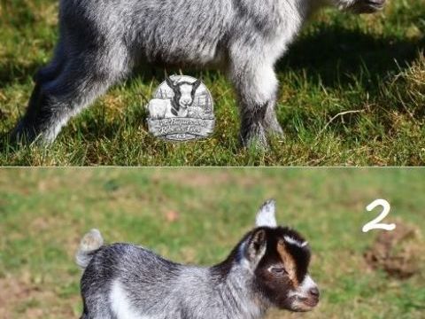 chevreaux nains 300 63600 Ambert