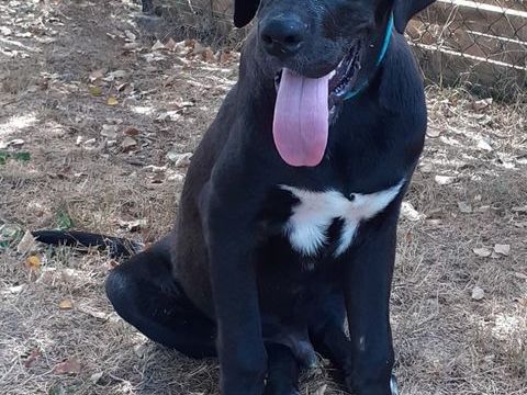 GAROU, x Dogue allemand, 7 mois le 7 septembre, 32 kg, à l'adoption 350 28130 Pierres