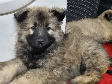 Chiots Berger allemand ancien type  1000 52600 Heuilley-le-grand