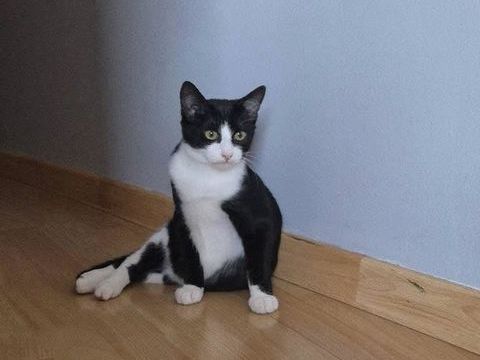 CHOCOTTE, gentil chat noir et blanc &agrave; adopter via l'association UMA 200 44640 Cheix-en-retz