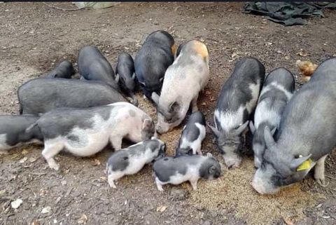 POLY, adorable Cochon Vietnamien à adopter via l'association UMA 40 44170 Abbaretz