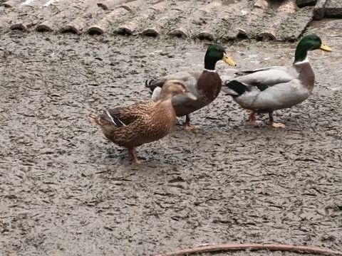 Canard colvert 20 82130 Lamothe-capdeville