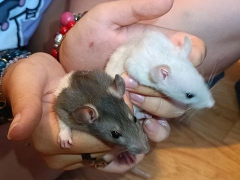 B&eacute;b&eacute;s rats m&acirc;les  8 78114 Magny-les-hameaux