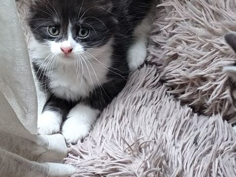 Chatons 0 77130 Montereau-fault-yonne