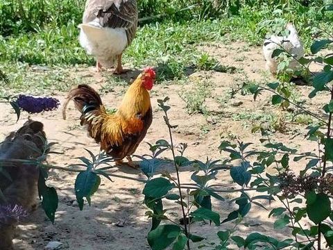 NUGGETS, beau coq nain &agrave; adopter via l'association UMA 1 03360 Ainay-le-ch�teau