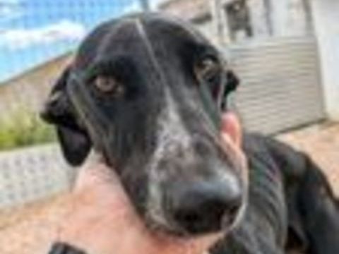 PIPO 300 95610 �ragny