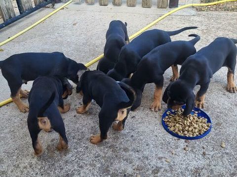 Chiots de chasse 0 71800 Saint-symphorien-des-bois